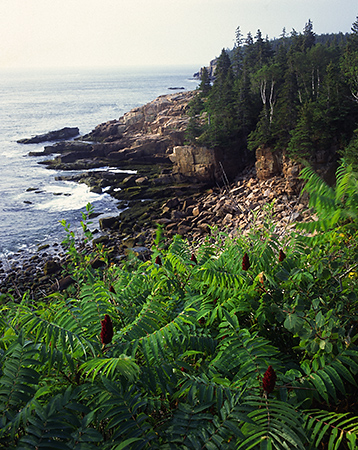Vegetation on Otter Cliffs, Acadia National Park, Maine